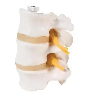 Lumbar Vertebrae 3 part - Skelettmodeller